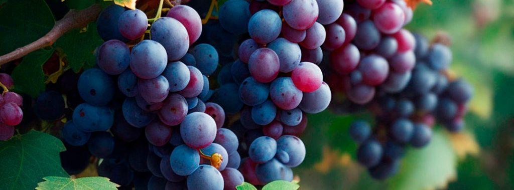 Uvas Tempranillo